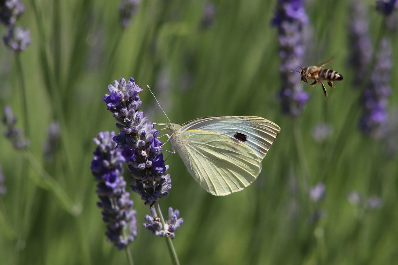 Il Dipartimento di Scienze della Vita dell'Università di Torino e volontari del centro di Salute Mentale hanno condotto otto campionamenti per il progetto FarfalleInTour, coinvolgendo anche ASL e Il Margine, per preservare la biodiversità.